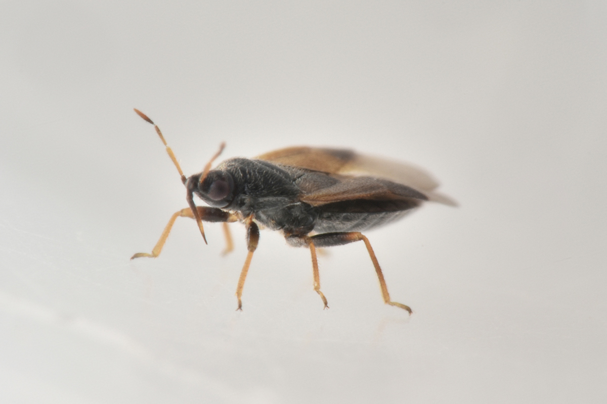 Anthocoridae: Orius sp.